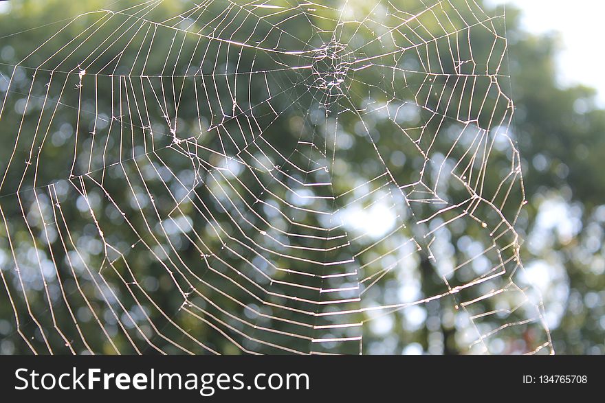 Spider Web, Water, Vegetation, Invertebrate
