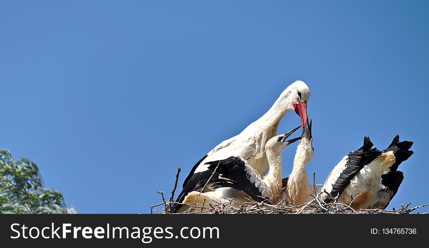 White Stork, Bird, Stork, Ciconiiformes