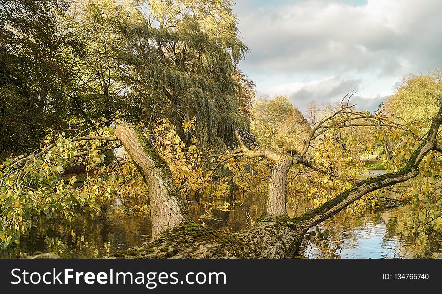 Nature, Tree, Water, Vegetation