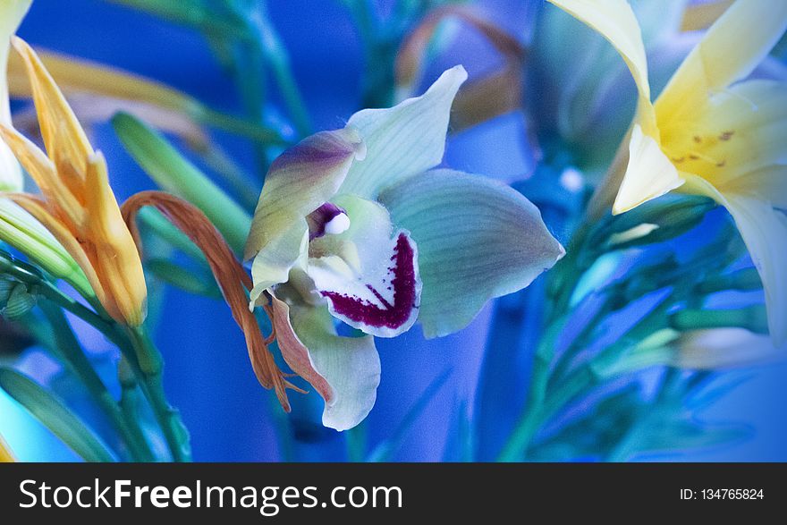 Flower, Plant, Flora, Close Up