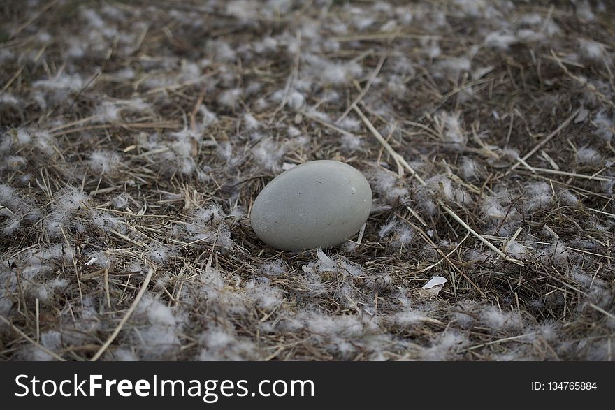Grass, Nest, Egg, Soil