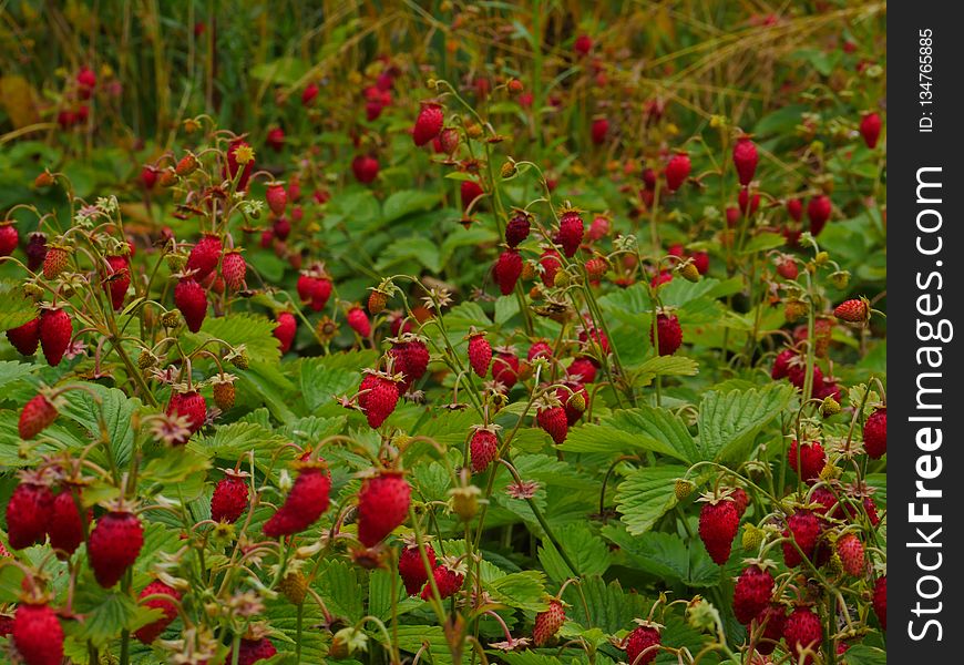 Plant, Vegetation, Raspberries Blackberries And Dewberries, Berry