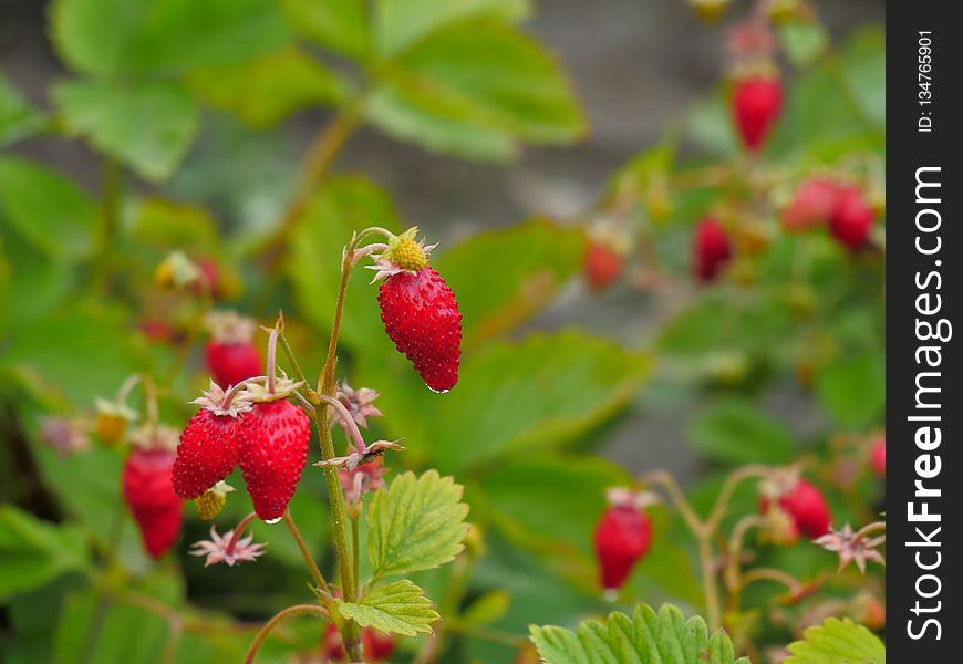 Strawberries, West Indian Raspberry, Strawberry, Vegetation