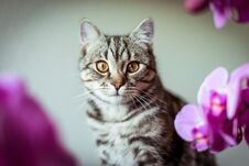 Kitty. Striped Gray Cat. Cat Head. Portrait. Baleen Face Royalty Free Stock Photography