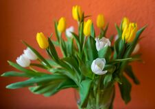 Yellow And White Tulips Spring Flowers Easter Bouquet Of Flowers Royalty Free Stock Photo