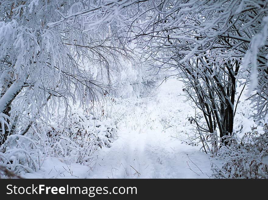 White fluffy soft snow on a tree branch in a picturesque winter forest