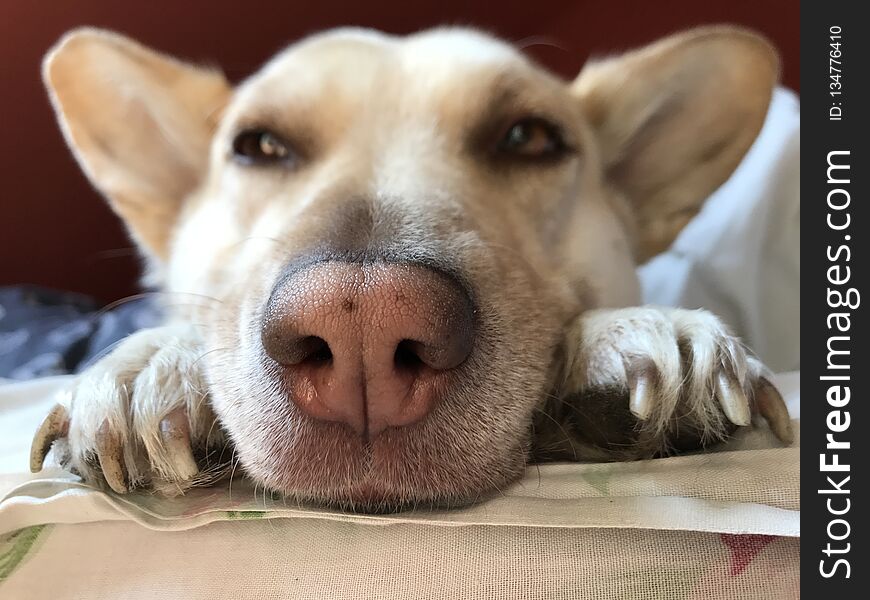 A little dog with big nose