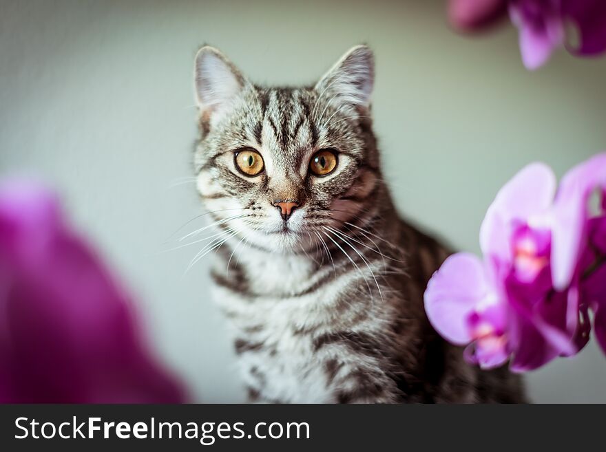 Kitty. striped gray cat. cat head. portrait. baleen face