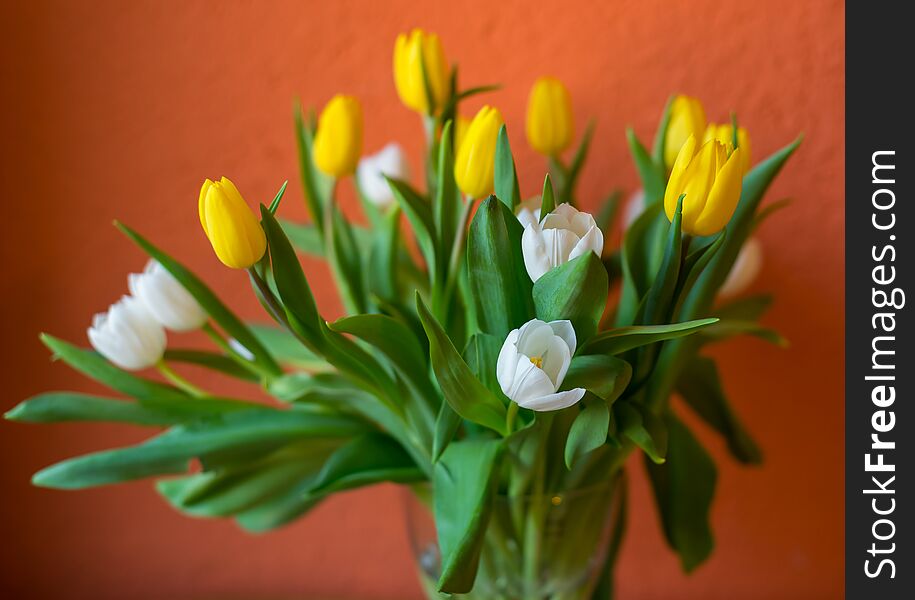 Yellow and white tulips spring flowers Easter bouquet of flowers first spring flowers