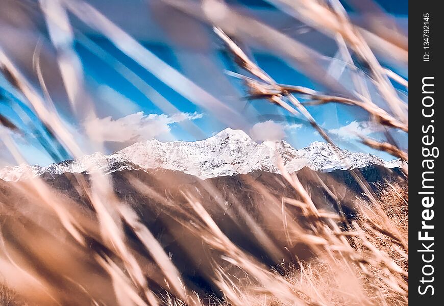 An image of snow covered Himalayan mountains through soft foreground bokeh of dry brown grass under bright blue sky