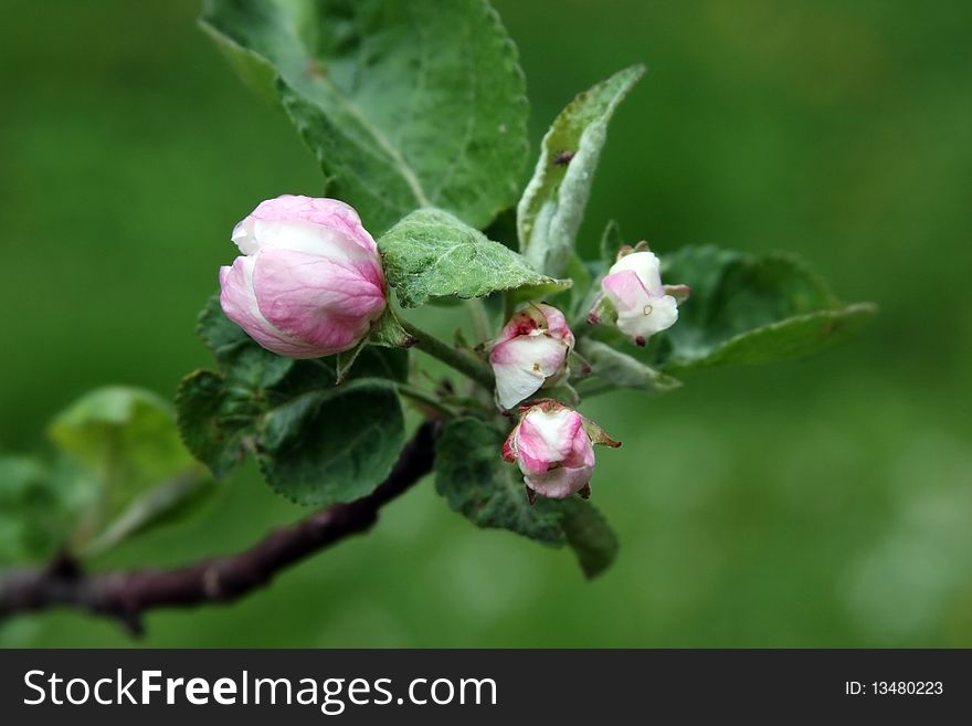 Apple branch with four blossomed pink flowers. Apple branch with four blossomed pink flowers