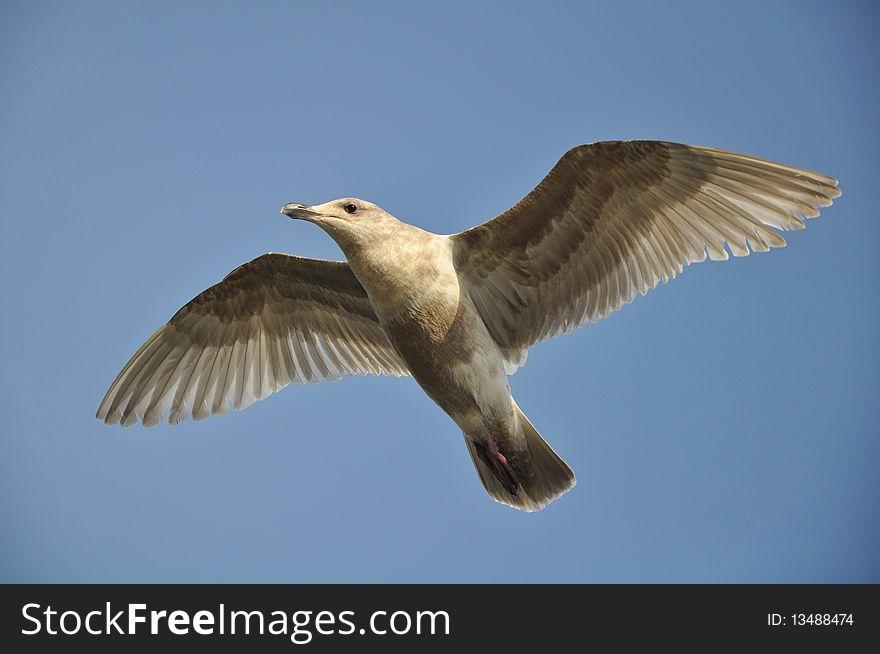 Grey seagull in flight against blue sky