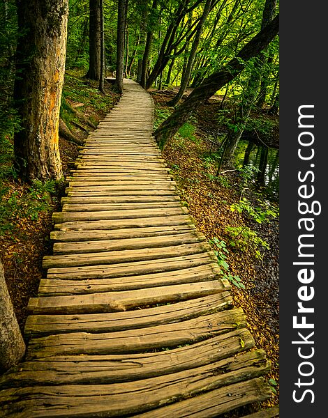 Wooden boards pathway in a green nature with trees around. Wooden boards pathway in a green nature with trees around