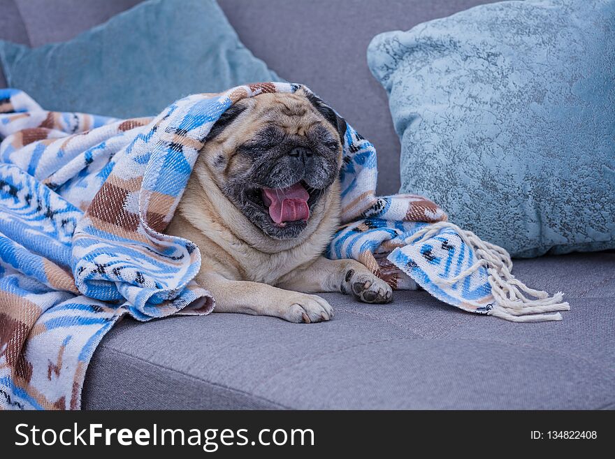 Cute pug is wrapped in warm blanket with blue ornament and yawns