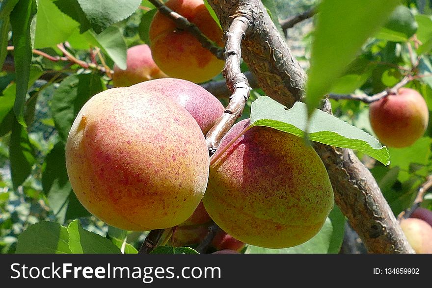 Fruit, Fruit Tree, Peach, Produce