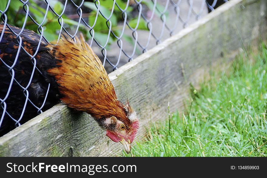 Chicken, Bird, Galliformes, Fauna