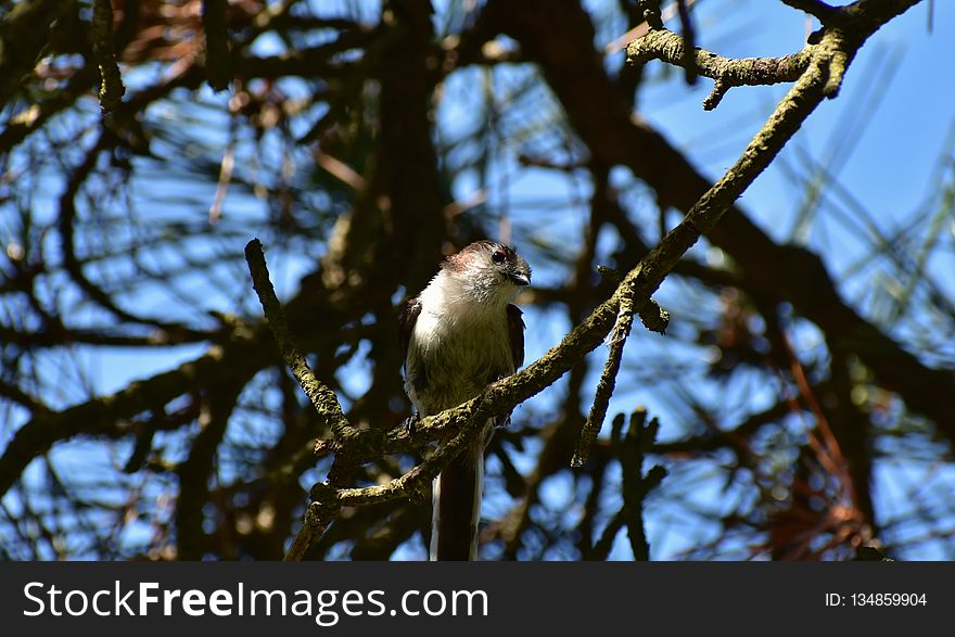 Bird, Fauna, Tree, Branch