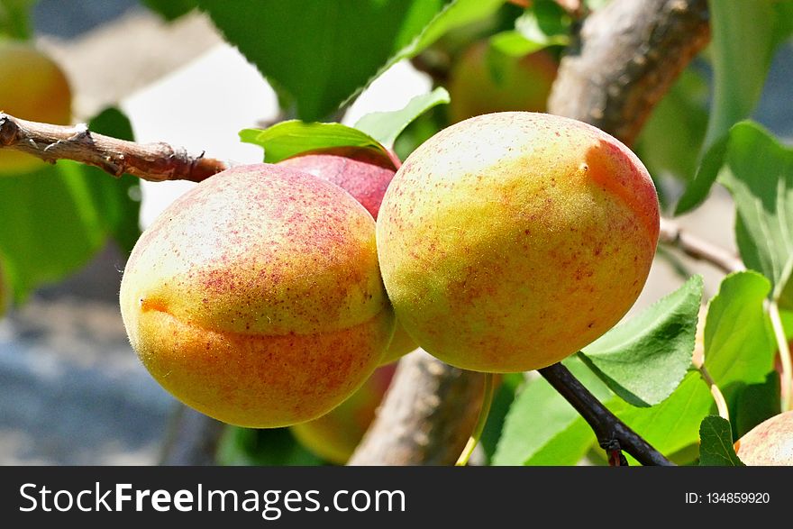 Fruit, Fruit Tree, Peach, Apricot