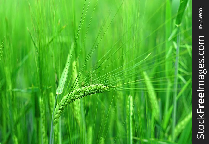Grass, Barley, Vegetation, Field
