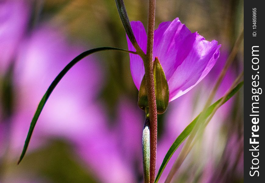 Flower, Flora, Plant, Purple