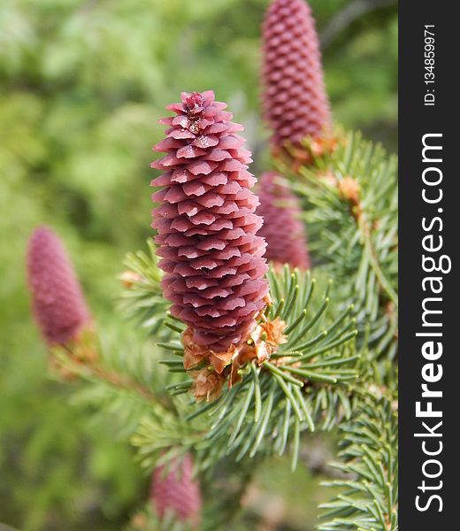 Pine Family, Spruce, Plant, Flora