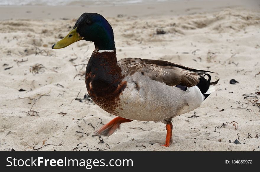 Duck, Bird, Mallard, Ducks Geese And Swans
