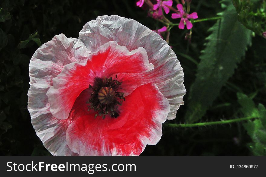 Flower, Flowering Plant, Plant, Poppy