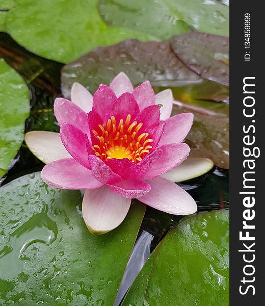 Flower, Plant, Flora, Aquatic Plant