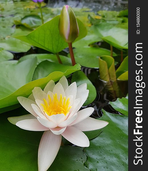 Flower, Plant, Flora, Yellow