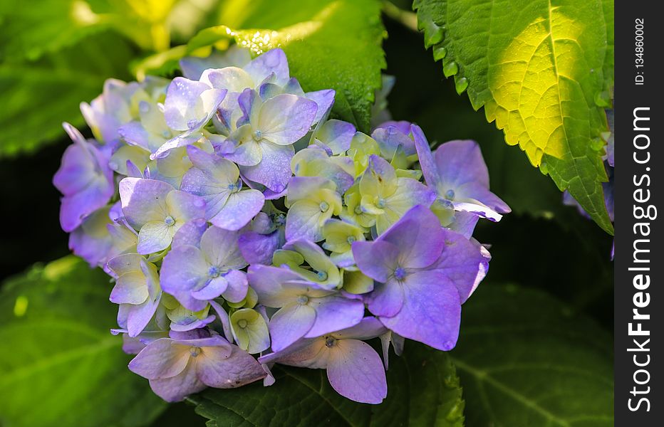 Flower, Plant, Hydrangea, Flowering Plant