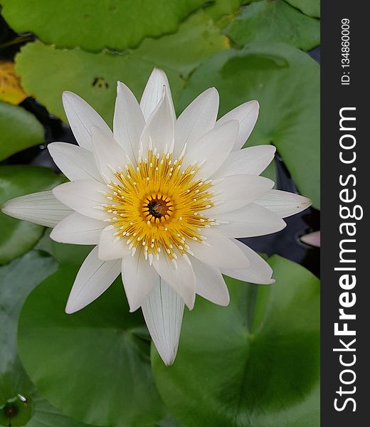 Flower, Flora, Plant, Aquatic Plant