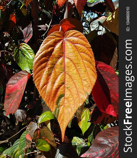 Leaf, Plant, Flora, Autumn