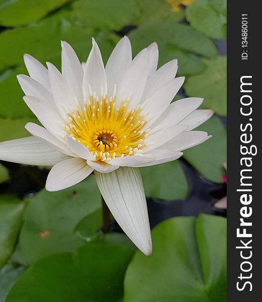 Flower, Flora, Yellow, Plant