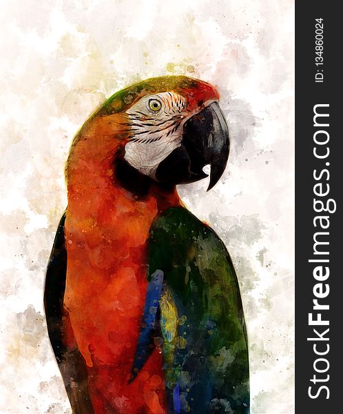 Beak, Macaw, Parrot, Bird