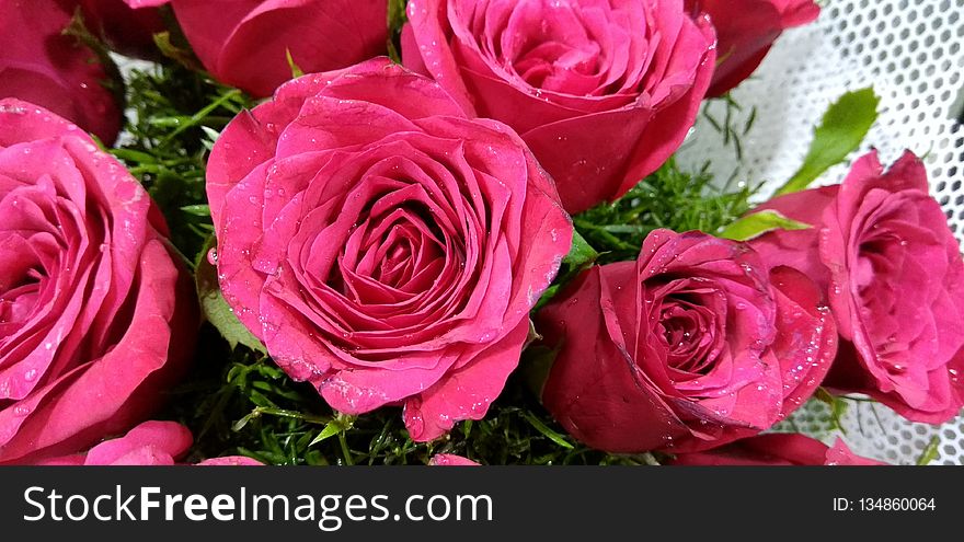 Flower, Rose, Garden Roses, Rose Family