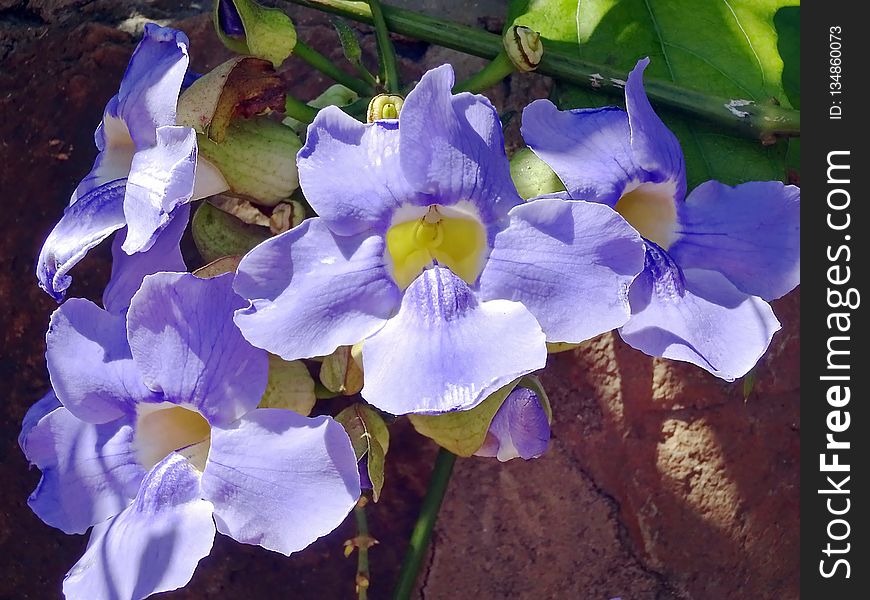 Flower, Blue, Plant, Flora