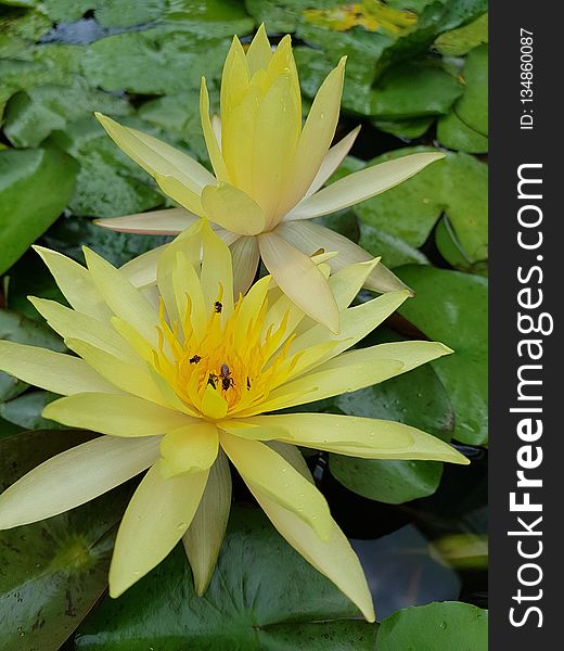 Flower, Flora, Yellow, Plant