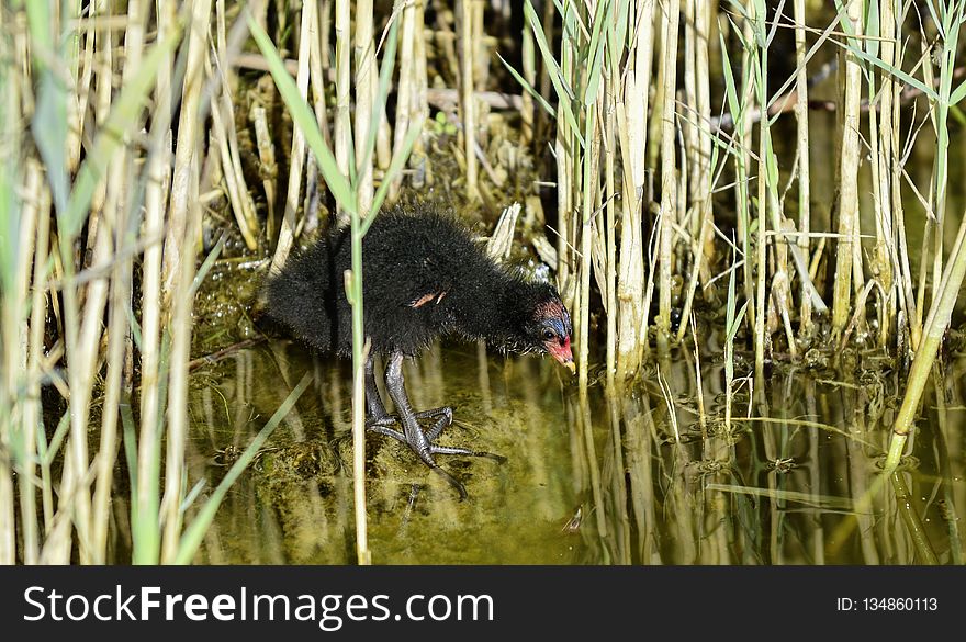 Fauna, Wildlife, Grass Family, Grass