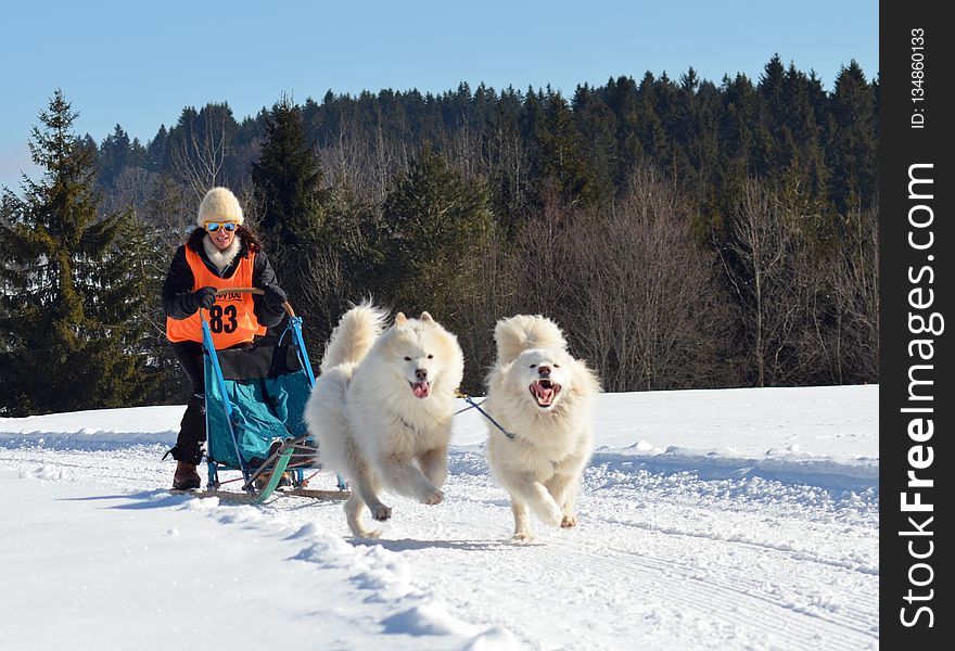 Dog, Dog Like Mammal, Dog Breed Group, Winter