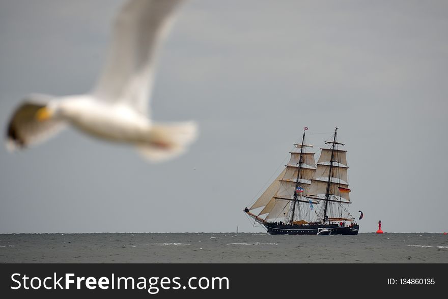 Sailing Ship, Tall Ship, Sea, Seabird