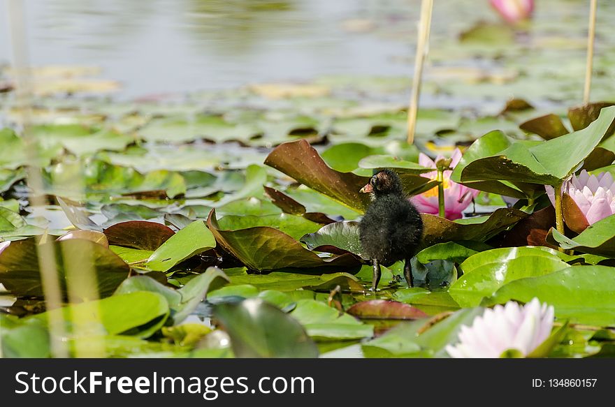 Bird, Fauna, Water, Flora