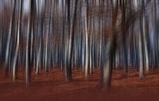 Fog In The Forest. Colored Mystic Background. Magical Forest. Magic Artistic Wallpaper. Fairytale. Dream, Line. Tree In A Foggy. Stock Images Fog In The Forest. Colored Mystic Background. Magical Forest. Magic Artistic Wallpaper. Fairytale. Dream, Line. Tree In A Foggy. Stock Images