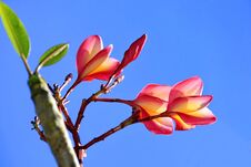 Plumeria Flowers On The Tree With The Sky As A Backdrop Royalty Free Stock Images