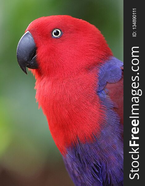 The eclectus parrot portrait in nature