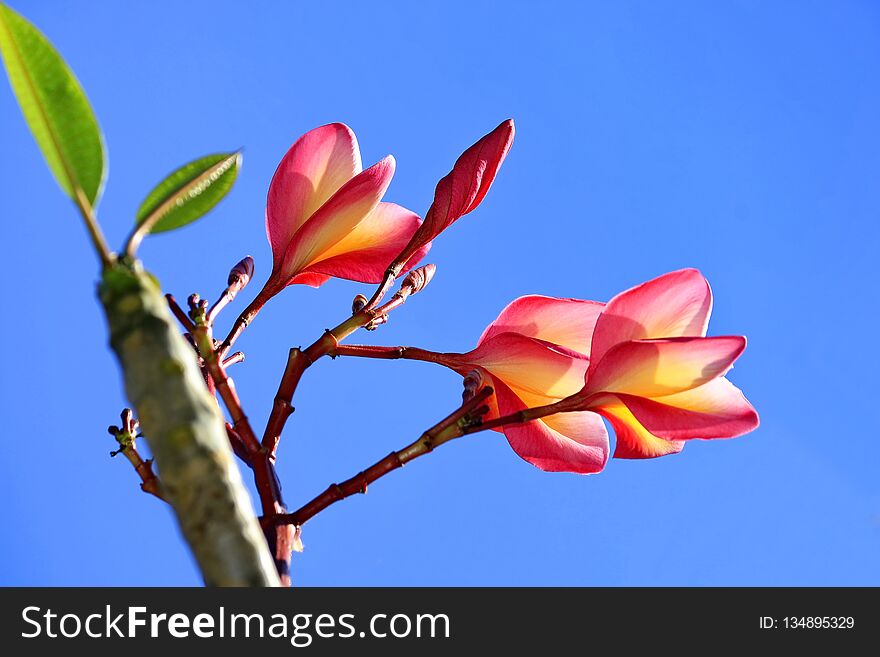 Plumeria Flowers On The Tree With The Sky As A Backdrop