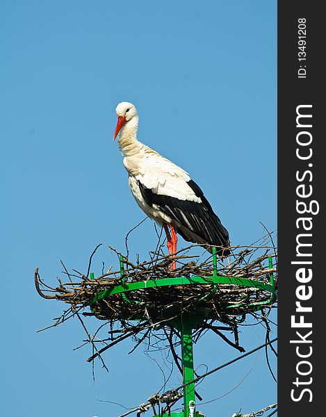 White Stork relaxing in its nest against blue sky