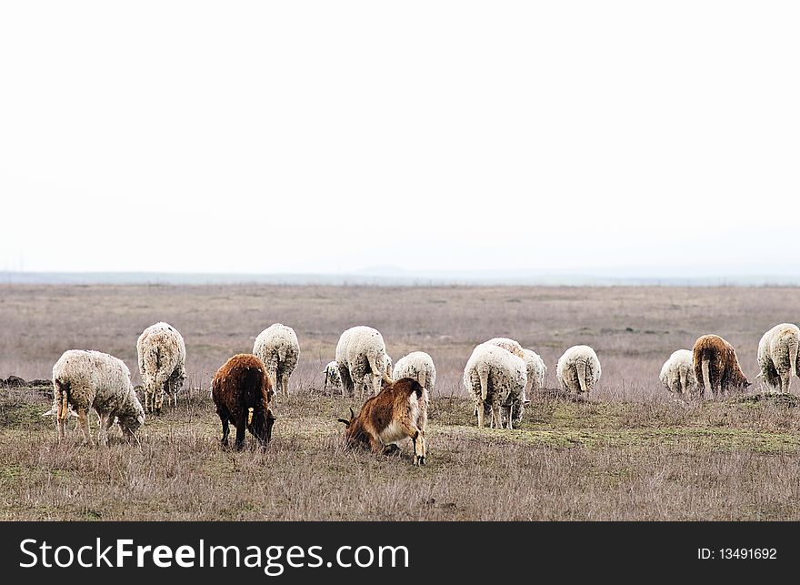 Herd of sheeps and goats eating dry grass