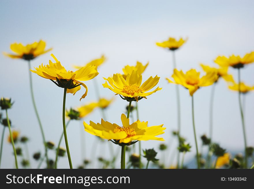 Yellow flower over blue sky background. Yellow flower over blue sky background