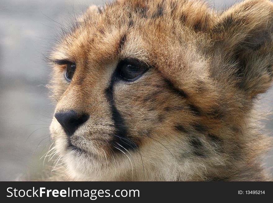 Cheetah's baby with pure eyes. Cheetah's baby with pure eyes.