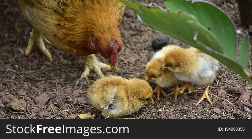 Chicken, Bird, Fauna, Galliformes